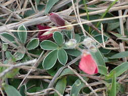 Image of Tephrosia obovata Merr.