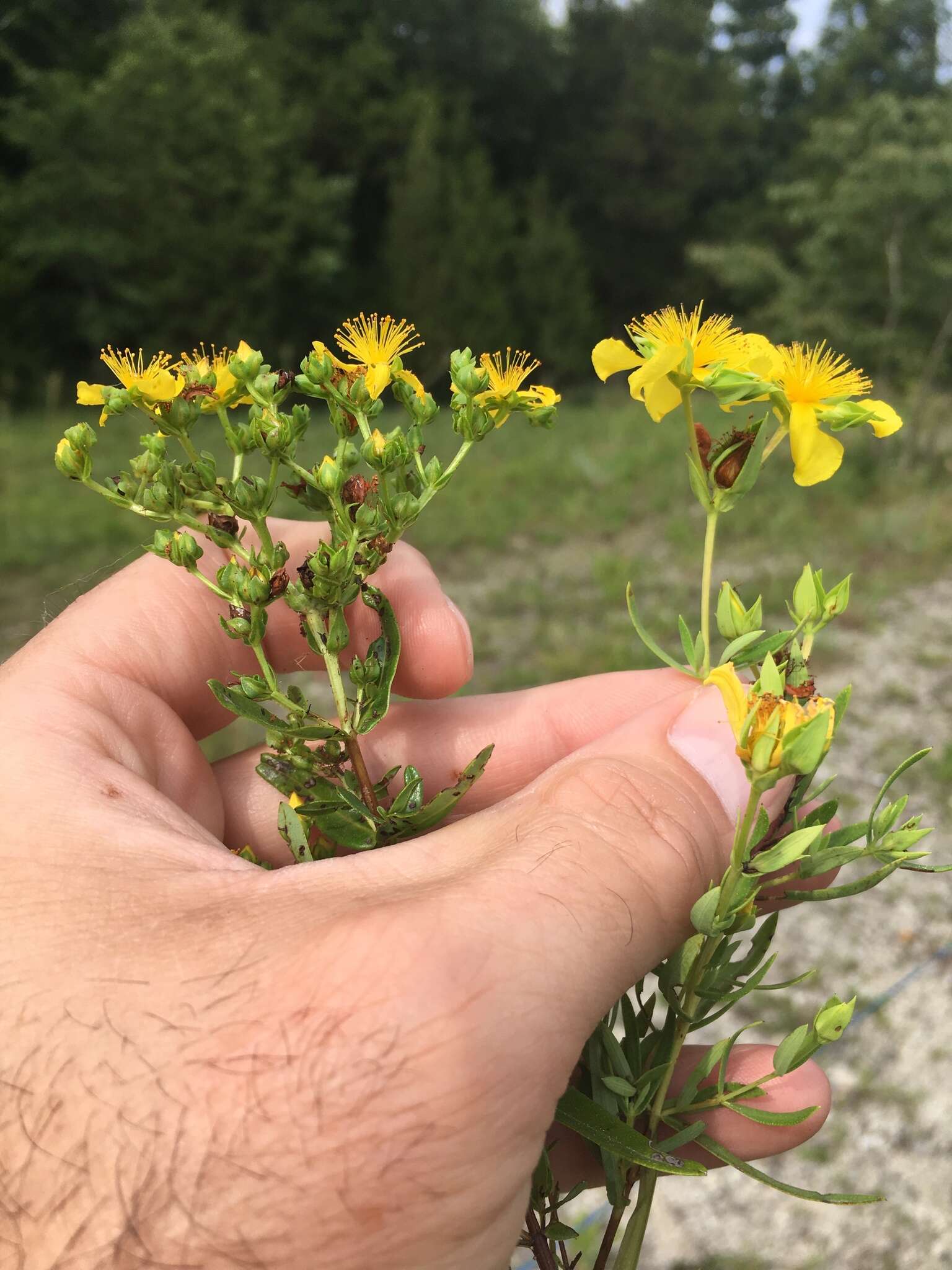 Image of Round-Seed St. John's-Wort