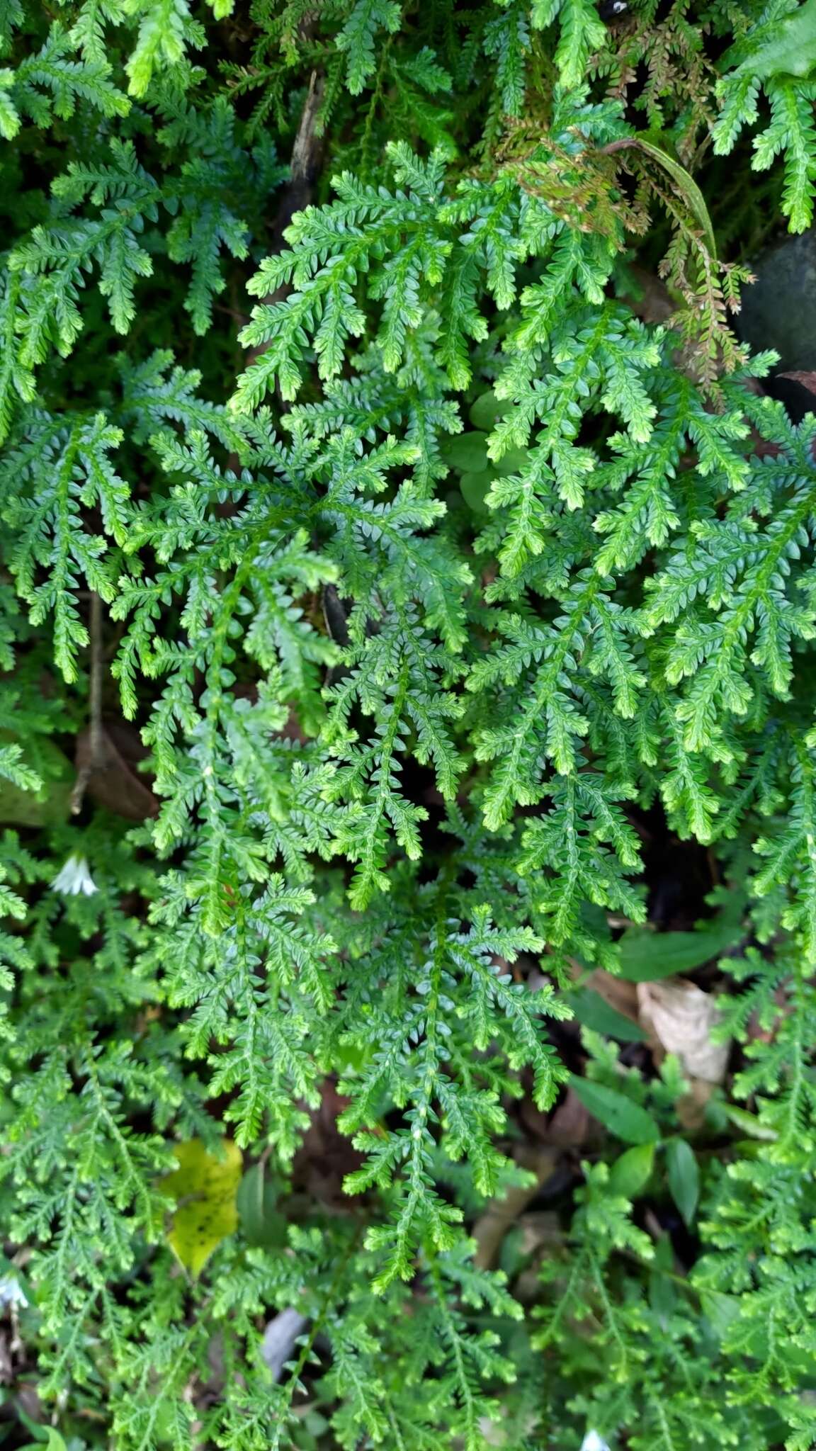 Image of Selaginella labordei Hieron. ex Christ