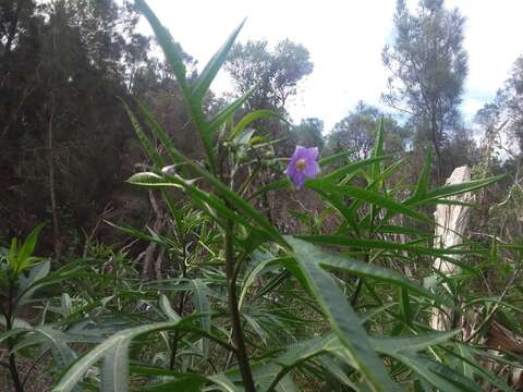 Image of Kangaroo Apple