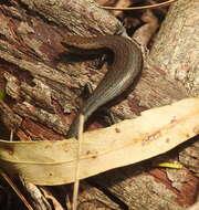 Image of Southern Forest Cool-skink