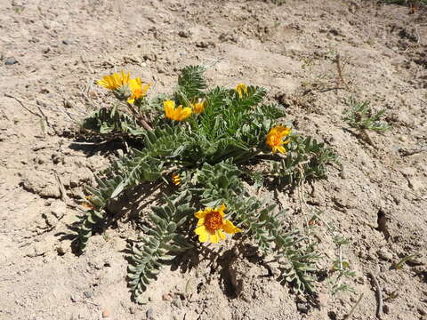 Image of Hooker's balsamroot