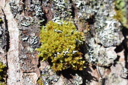 Image of crisped pincushion