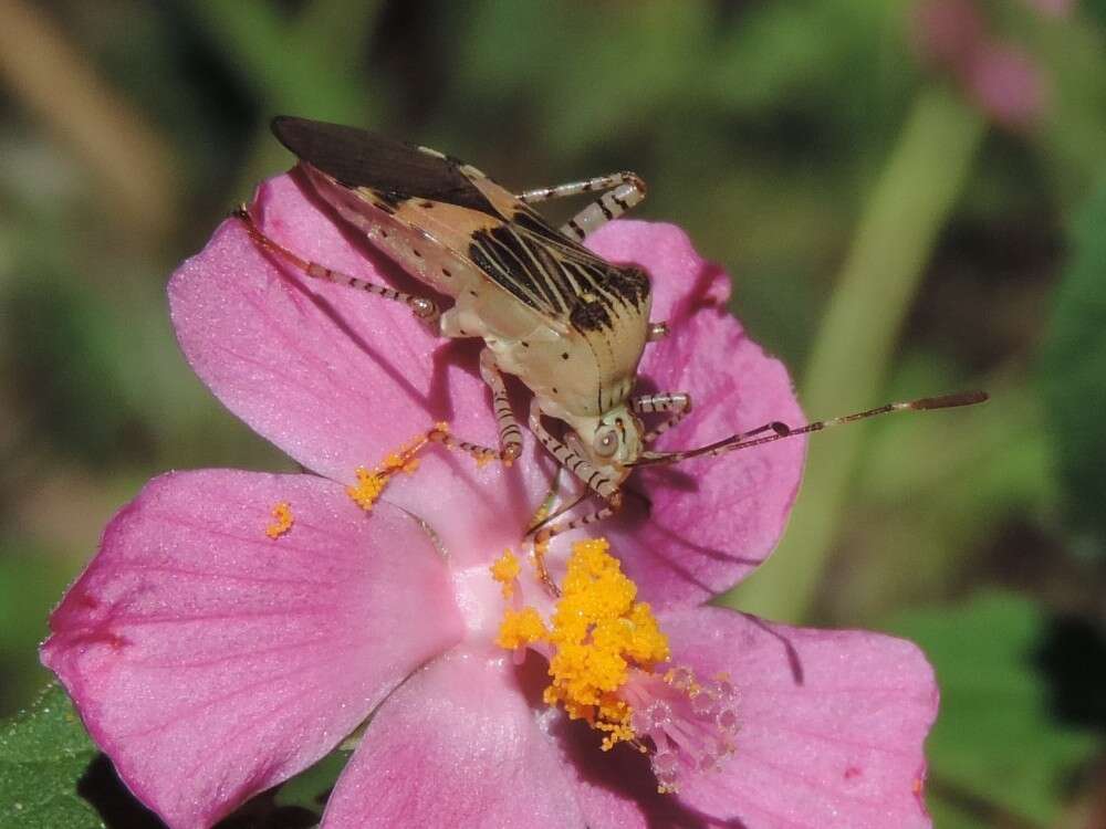 Image de Hypselonotus punctiventris Stål 1862