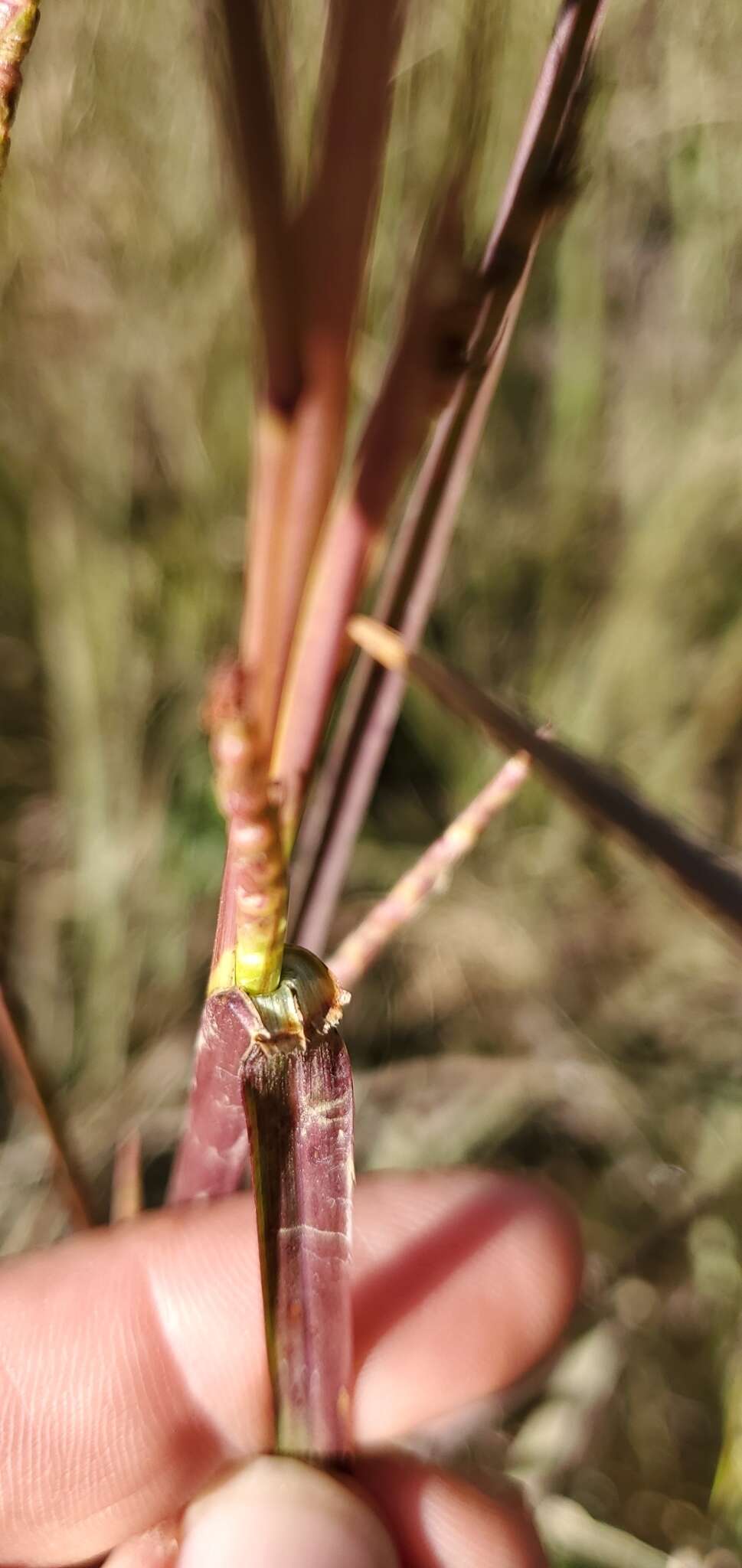 Image of Wrinkled Joint-Tail Grass