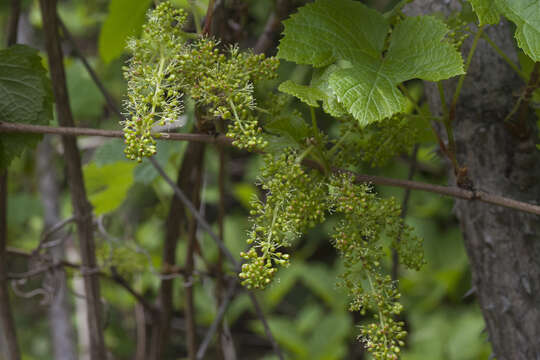 Imagem de Vitis amurensis Rupr.