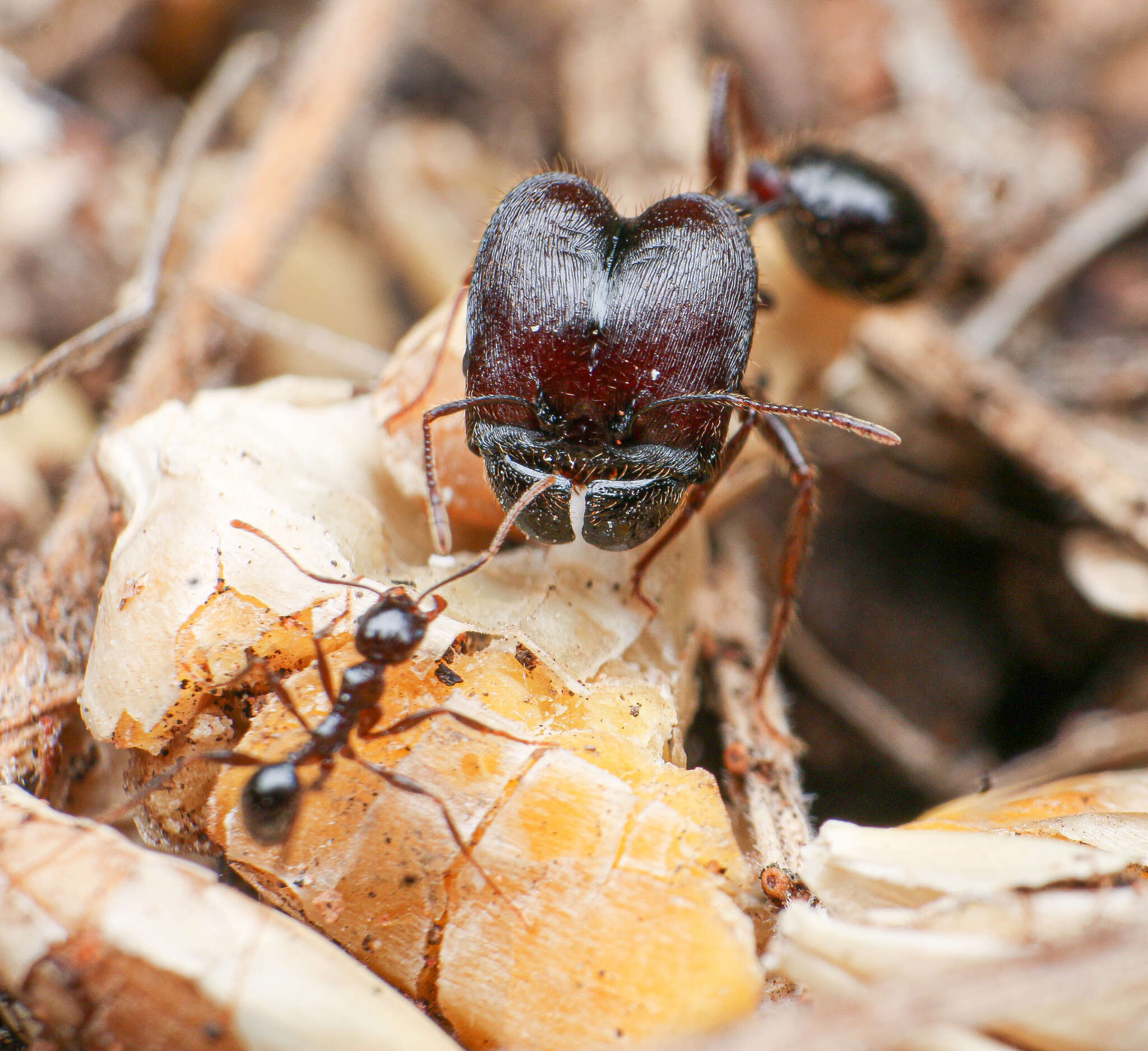 Pheidole rhea Wheeler 1908 resmi