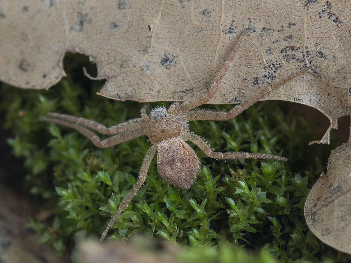 Image of Philodromus fuscomarginatus (De Geer 1778)