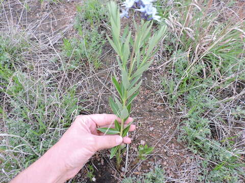 Plancia ëd Amsonia ciliata Walt.