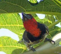 صورة Batis capensis hollidayi Clancey 1952