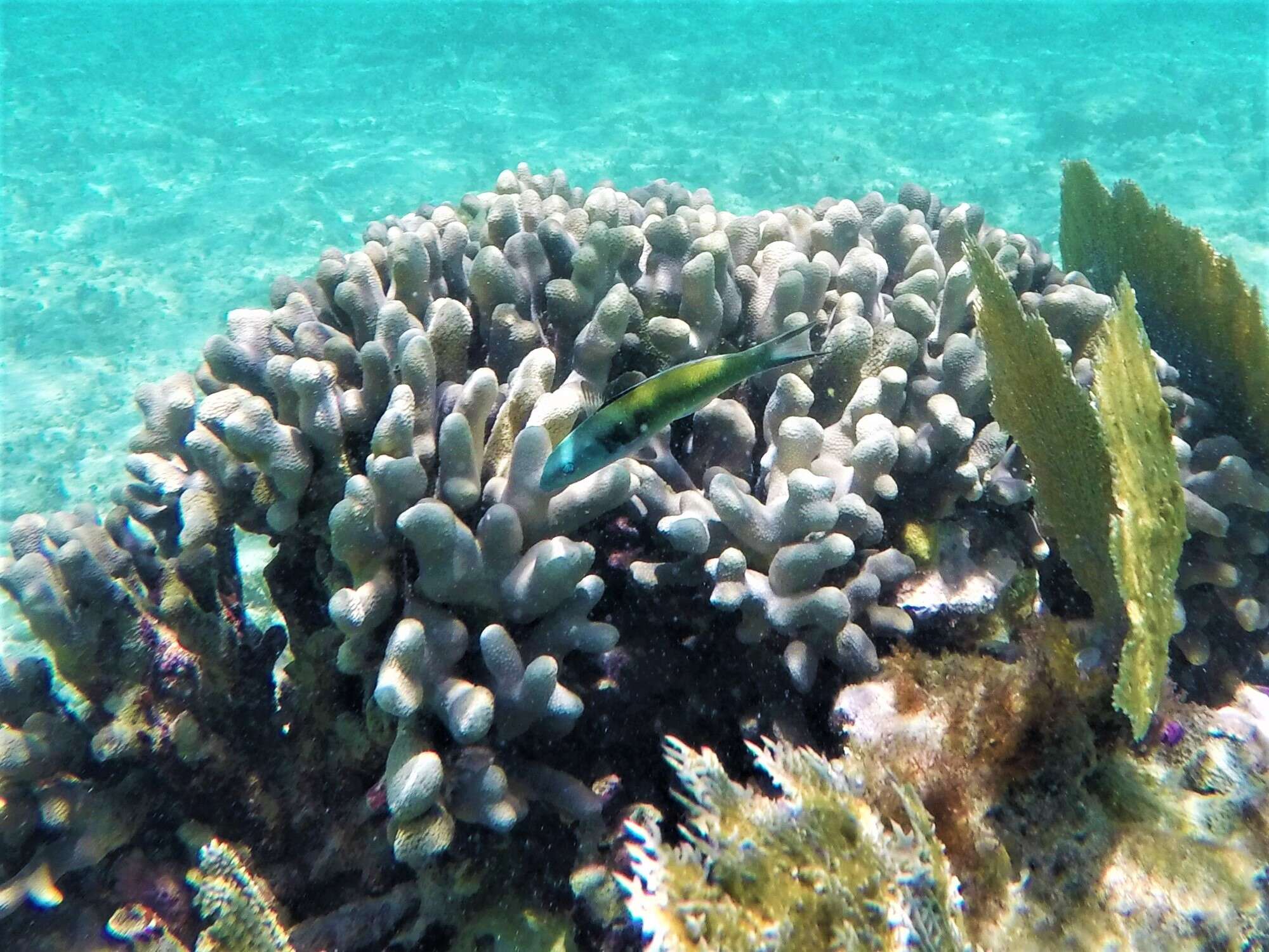 Image of Finger Coral