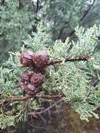 Image of macnab cypress