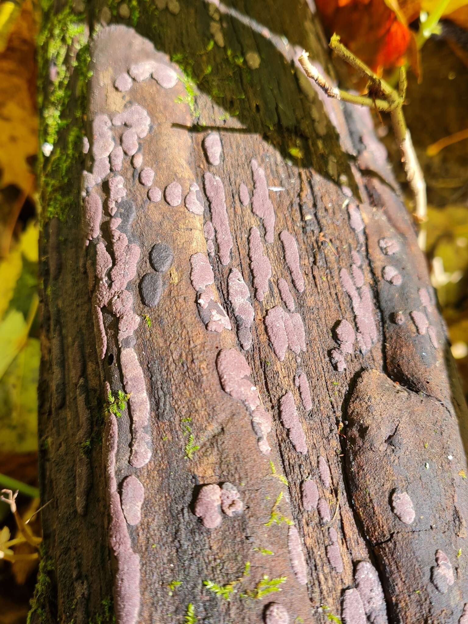 Image of Hypoxylon vogesiacum (Pers. ex Curr.) Sacc. 1882