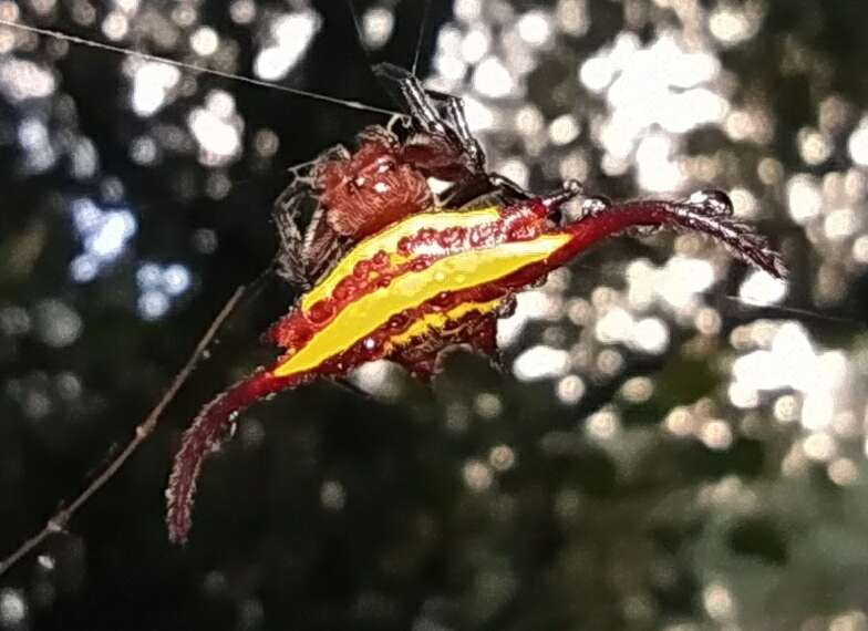 Image of Gasteracantha falcicornis Butler 1873