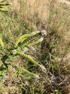 Image of Mentha longifolia subsp. capensis (Thunb.) Briq.