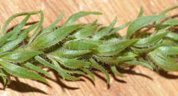 Image of Muraltia alopecuroides (L.) DC.