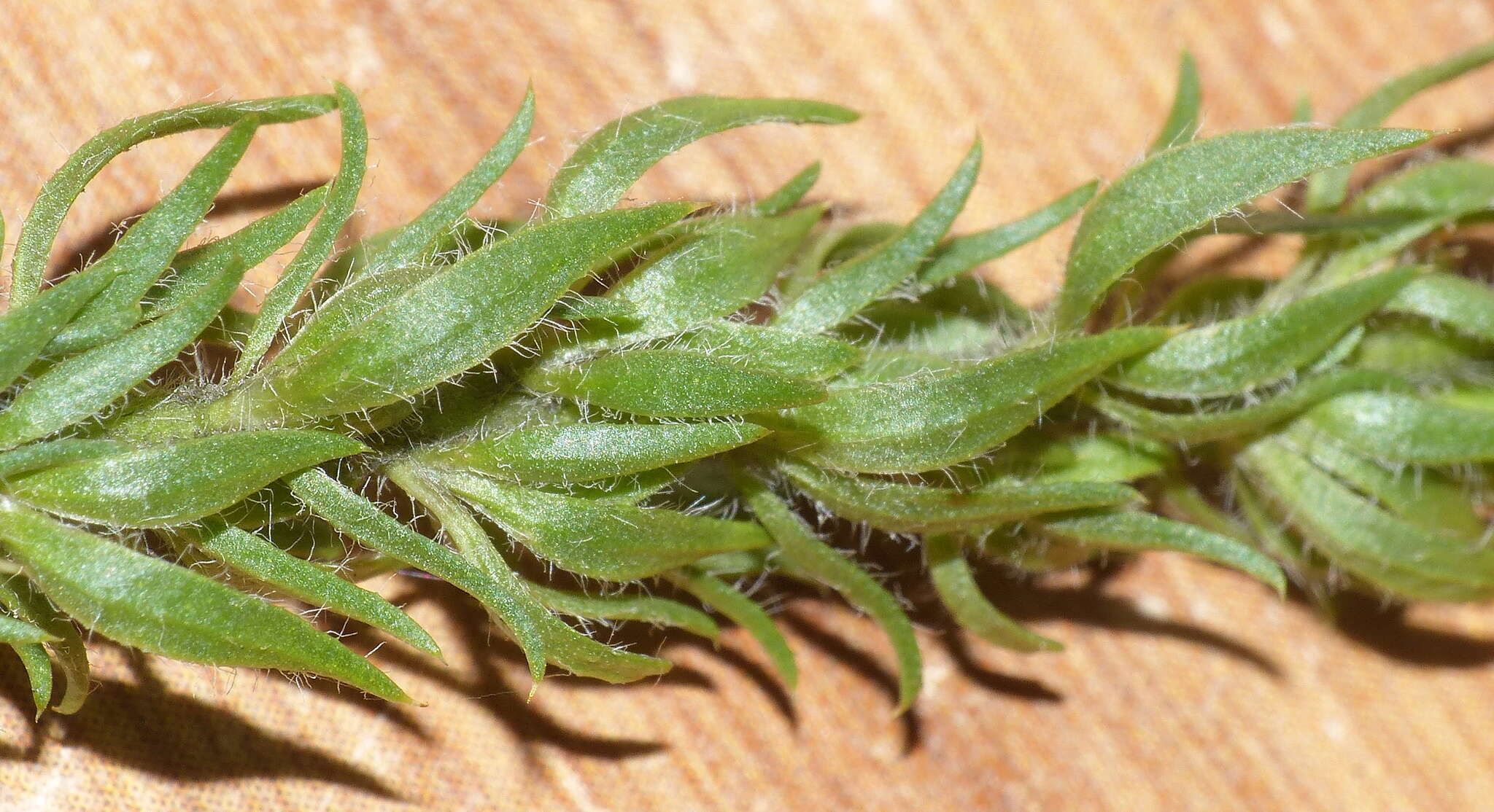 Image of Muraltia alopecuroides (L.) DC.