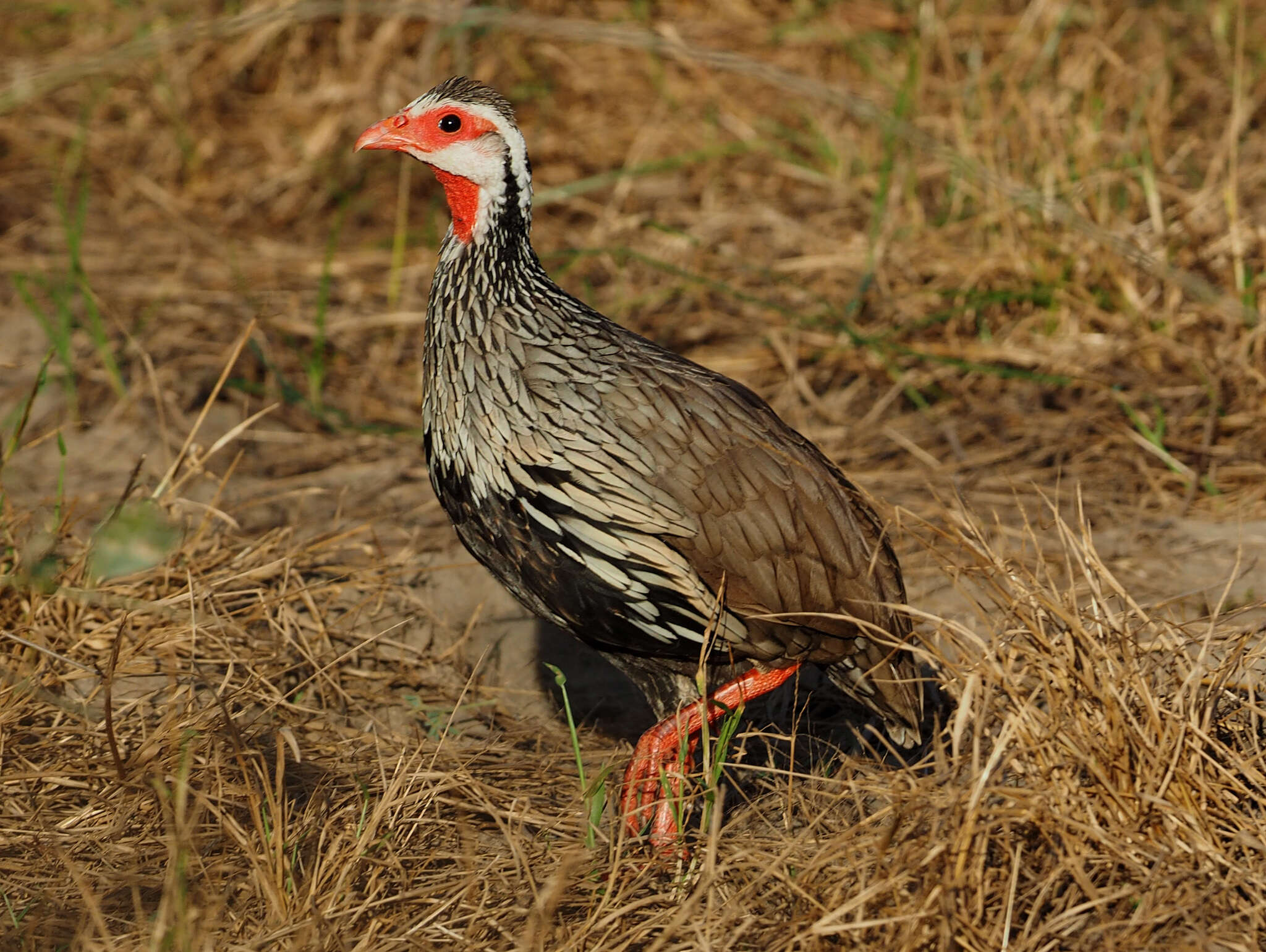 Image of Red-necked Francolin