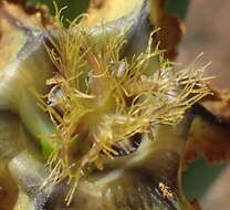 Image of Ferraria variabilis Goldblatt & J. C. Manning