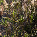Image of Centella fusca (Eckl & Zeyh.) Adamson