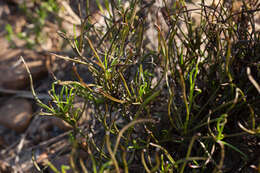 Image of Centella fusca (Eckl & Zeyh.) Adamson