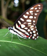 Слика од Graphium arycles (Boisduval 1836)