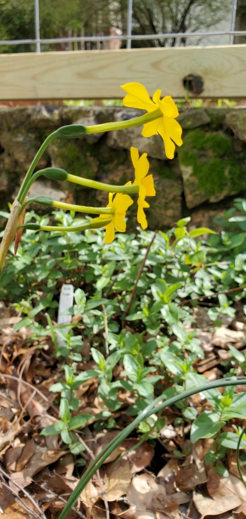 Image de Narcissus jonquilla L.