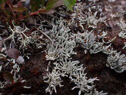 Image of whitefingers lichen