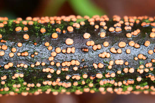 Image of Nectria cinnabarina (Tode) Fr. 1849