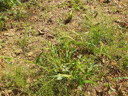 Image of panic liverseed grass