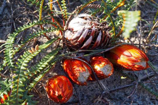 Imagem de Banksia obtusa (R. Br.) A. R. Mast & K. R. Thiele