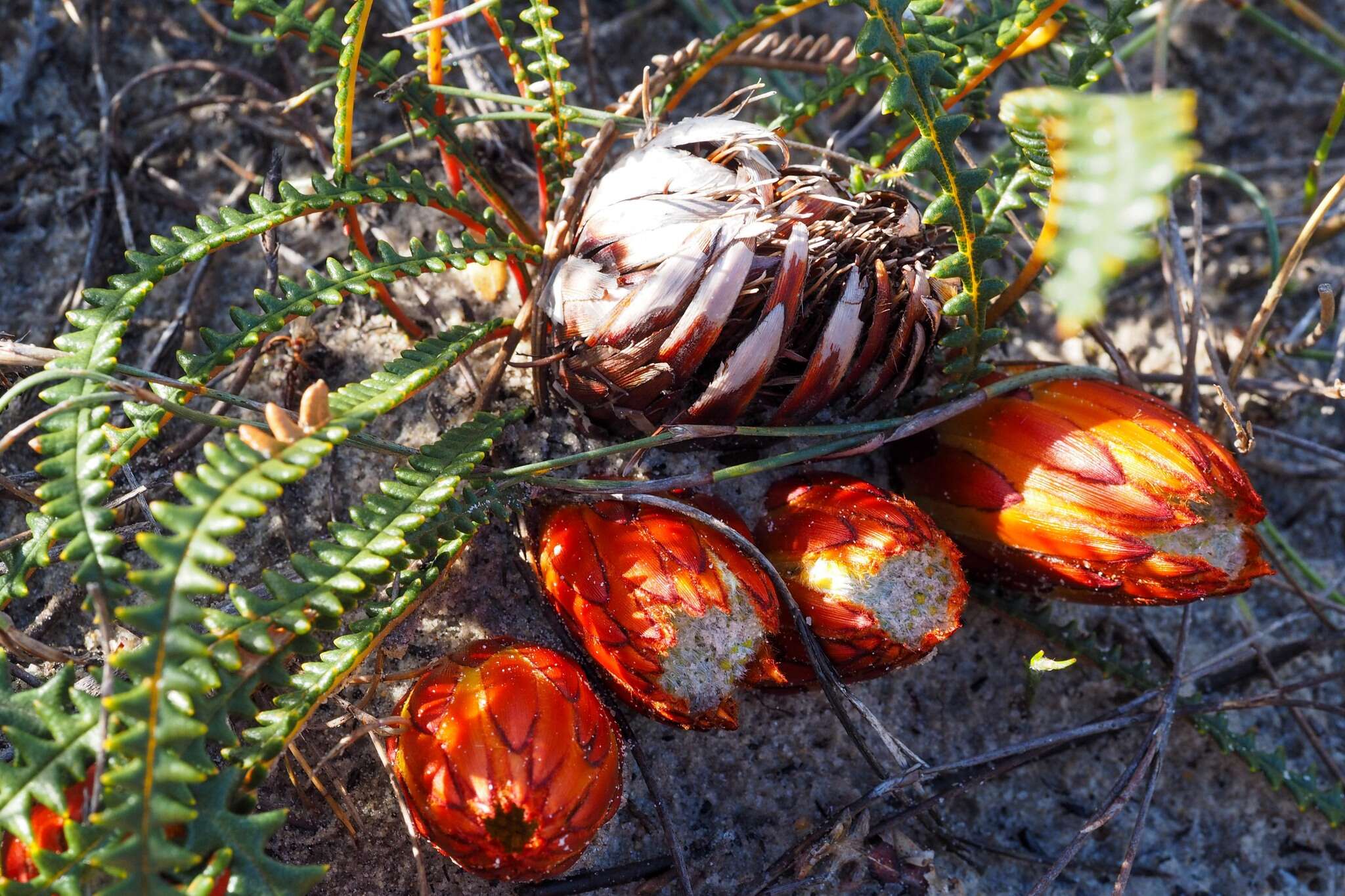 Image of Banksia obtusa (R. Br.) A. R. Mast & K. R. Thiele