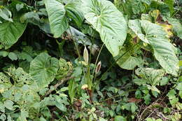 Anthurium formosum Schott resmi