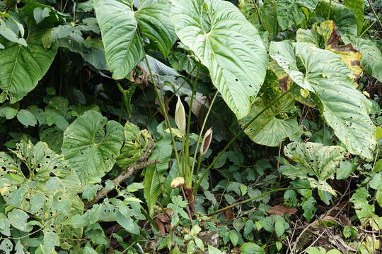 Imagem de Anthurium formosum Schott