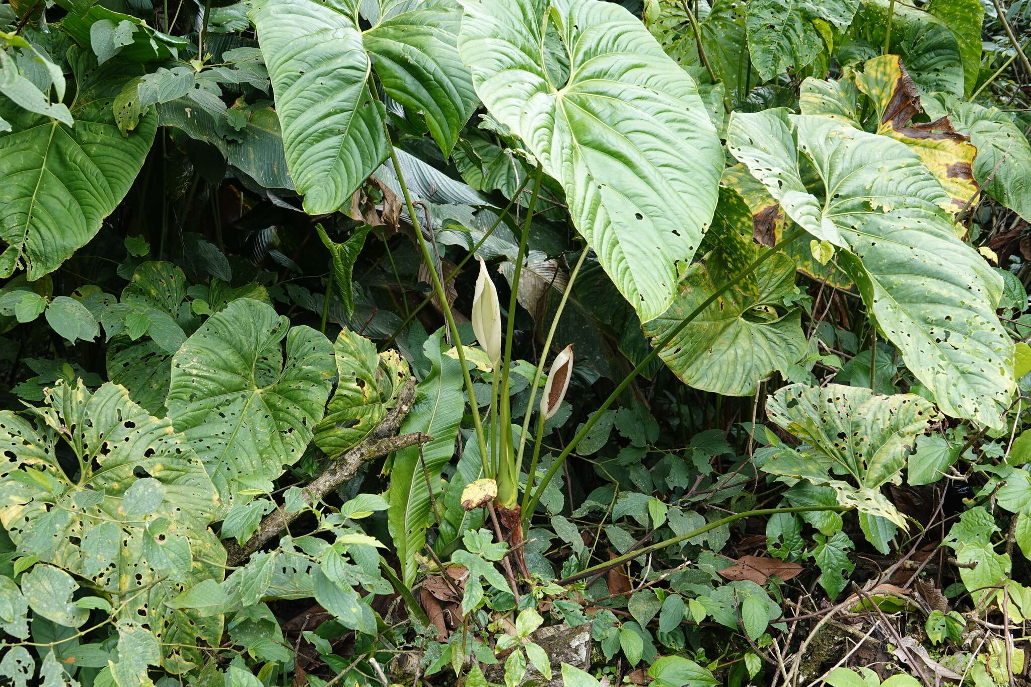 Image of Anthurium formosum Schott