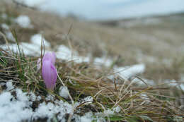 Image of Colchicum bulbocodium subsp. versicolor (Ker Gawl.) K. Perss.