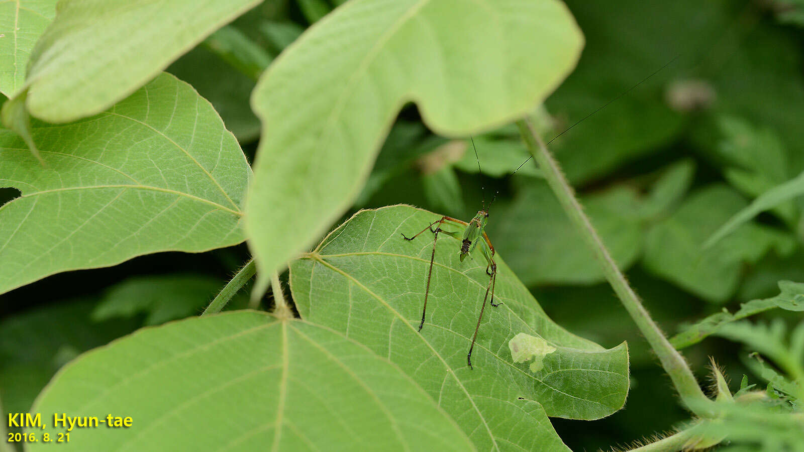 Sivun Phaneroptera (Phaneroptera) nigroantennata Brunner von Wattenwyl 1878 kuva