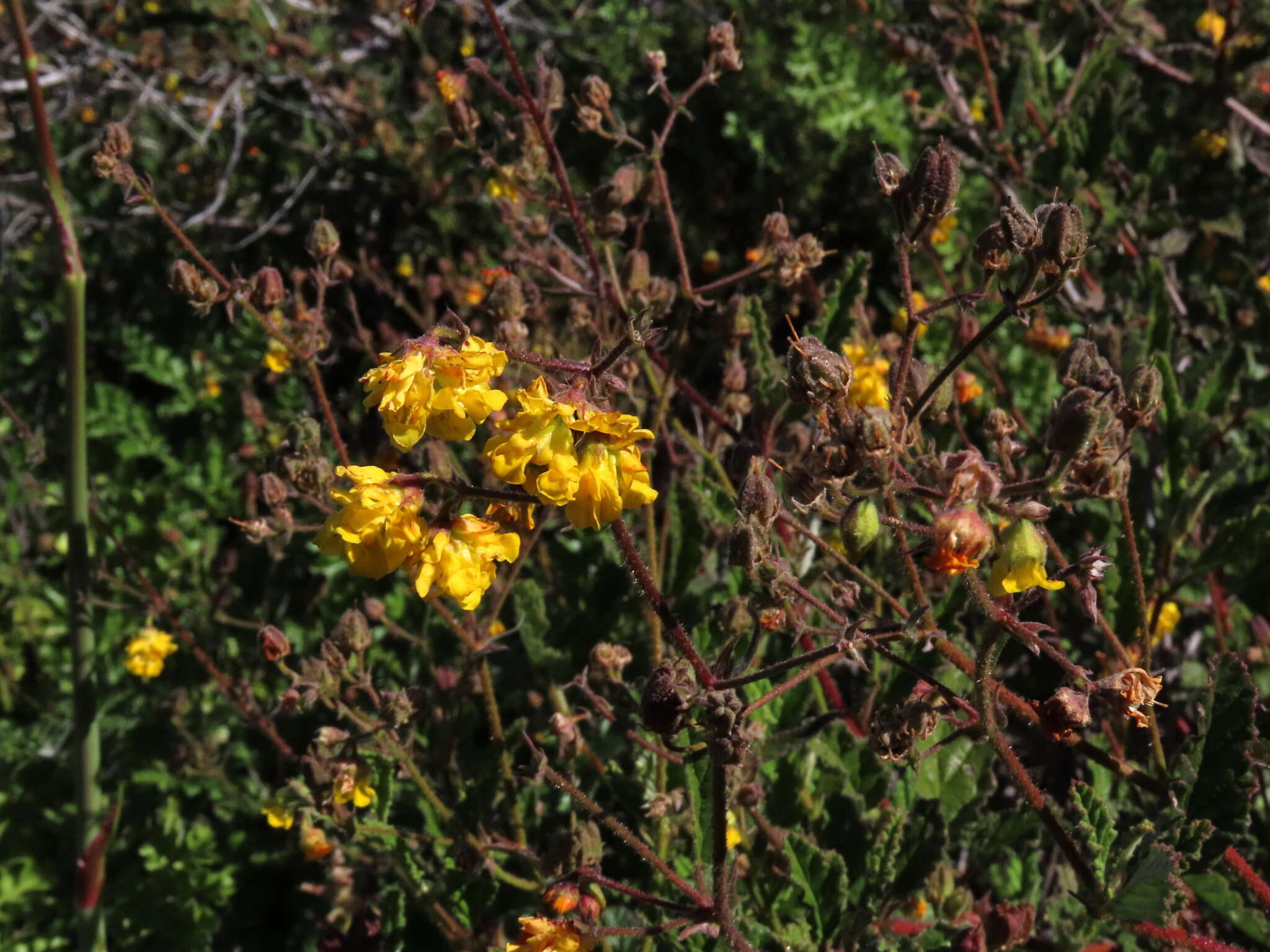 Image of Hermannia prismatocarpa E. Mey.