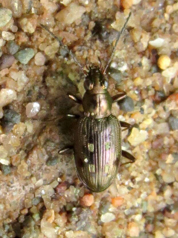 Plancia ëd Bembidion (Bracteon) inaequale Say 1823