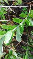 Imagem de Helichrysum tricostatum (Thunb.) Less.