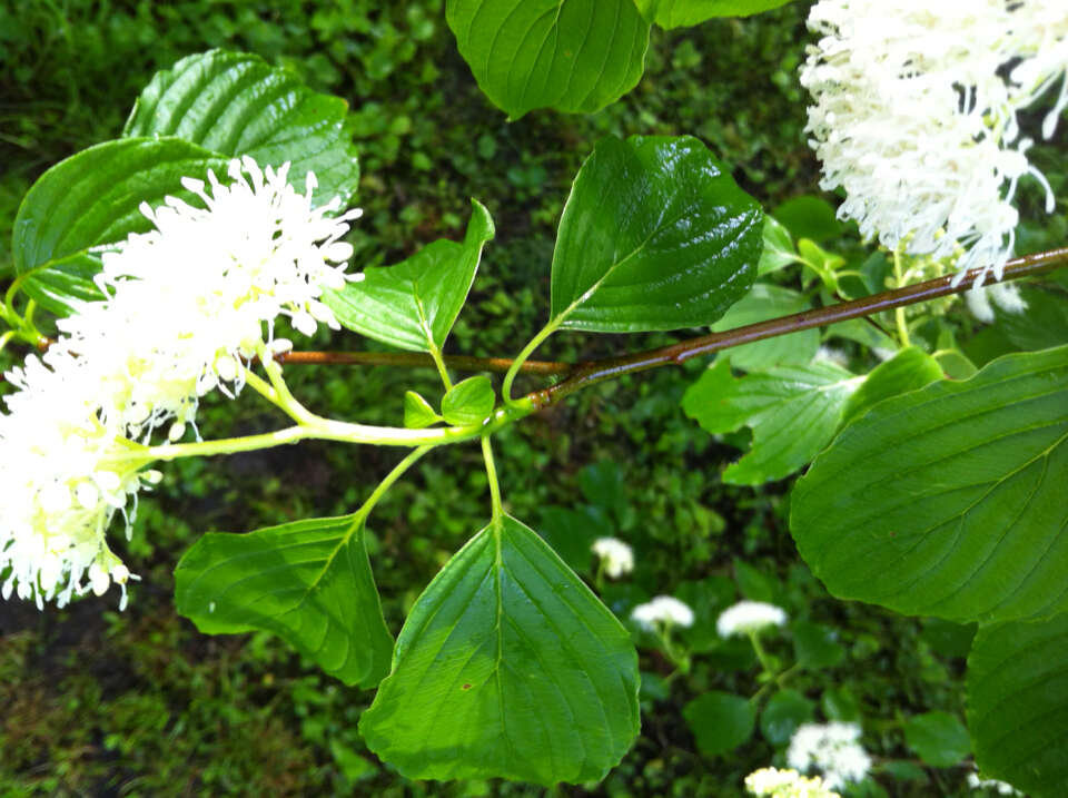 Image of alternateleaf dogwood