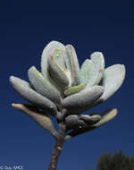 Image of Kalanchoe tomentosa Baker