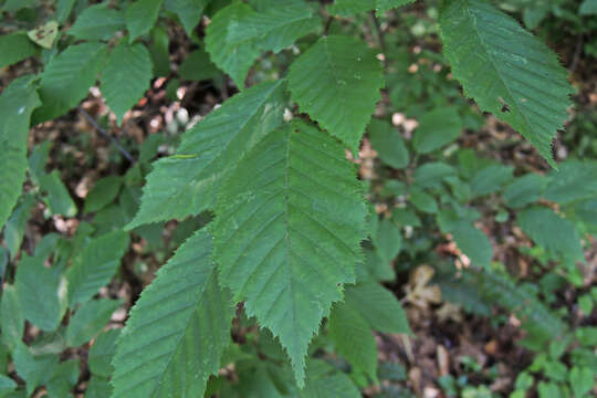 Image of American hornbeam