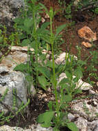 Imagem de Cephalaria joppensis (Rchb.) Coult.