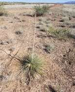 Imagem de Yucca elata var. verdiensis (McKelvey) Reveal