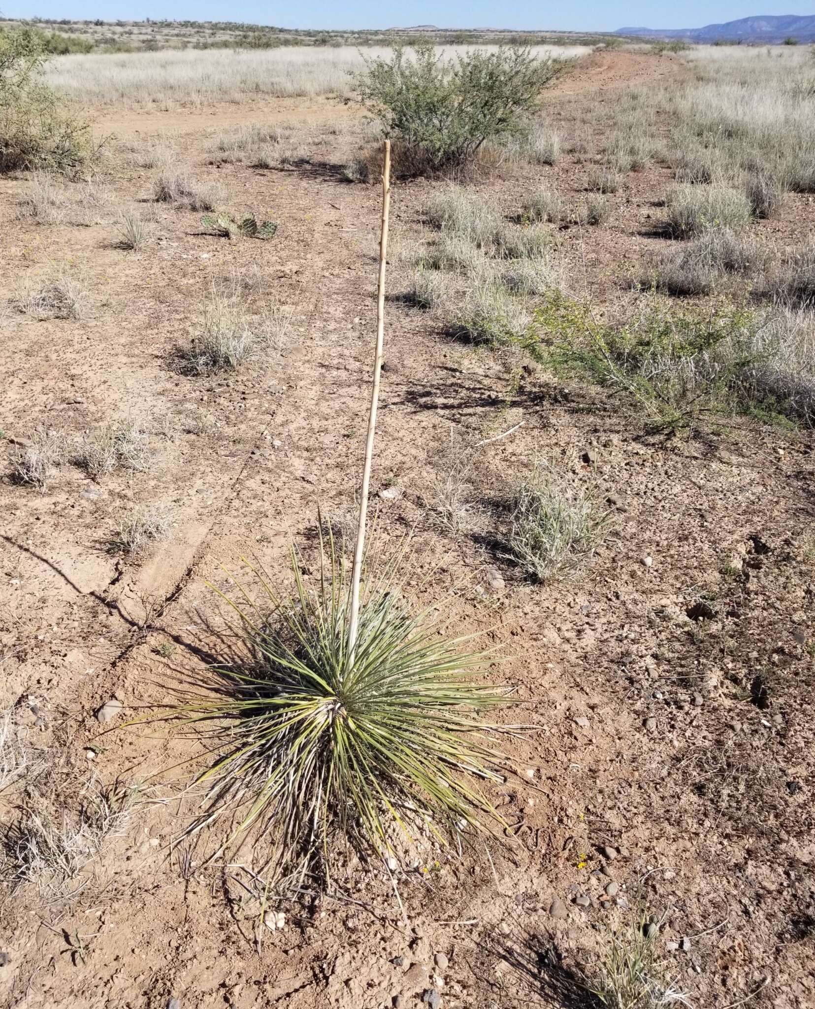 Imagem de Yucca elata var. verdiensis (McKelvey) Reveal