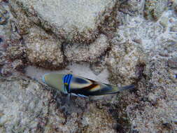 Image of Lagoon triggerfish