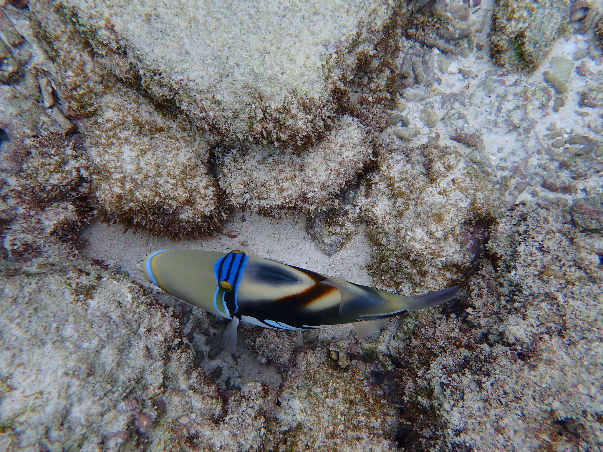 Image of Lagoon triggerfish