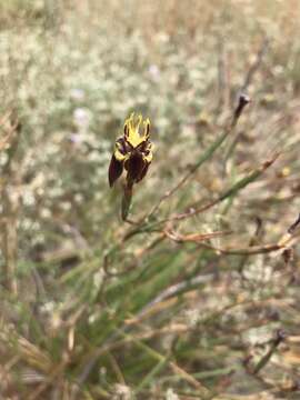 Image of Moraea inconspicua Goldblatt