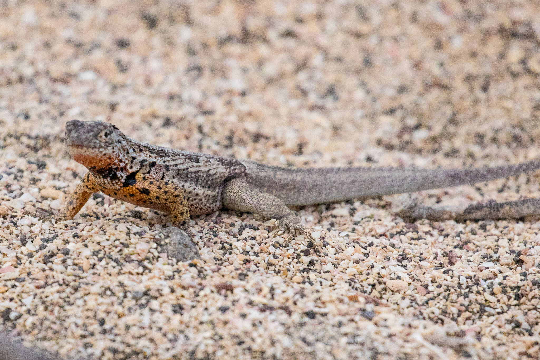 Plancia ëd Microlophus indefatigabilis (Baur 1890)